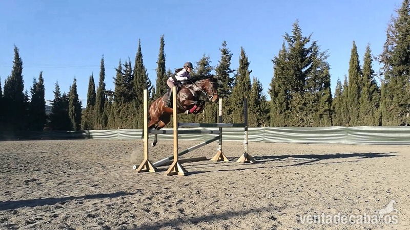 Yegua de deporte con 5 años in 