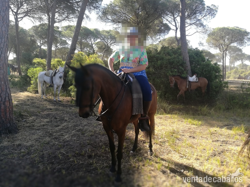 Yeguas Española - Yegua de deporte con 5 años
