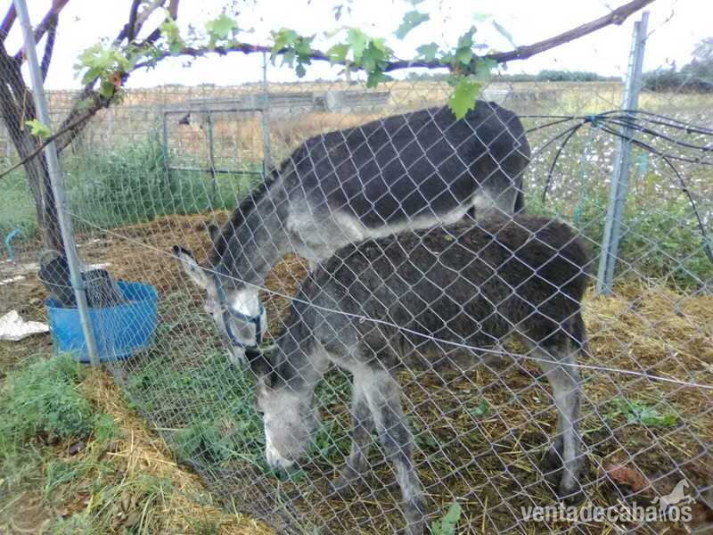 Burra española {TYPE}