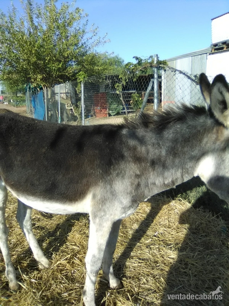 Burros Burra española - Burra con rucho