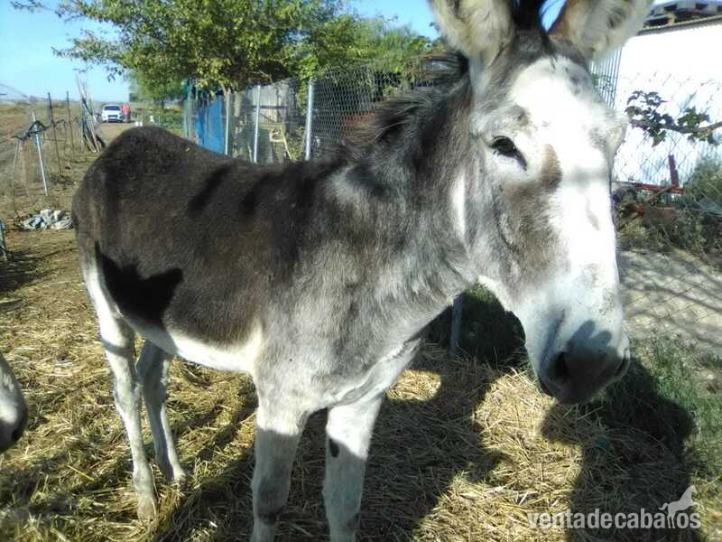 Burra con rucho - Burros Burra española