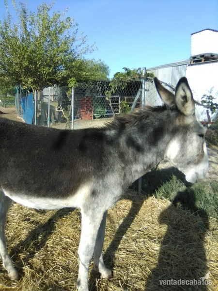 Burra con rucho - Burra española