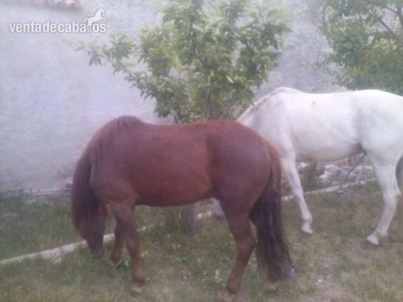 caballo pequeño (ASTURCON)  in 