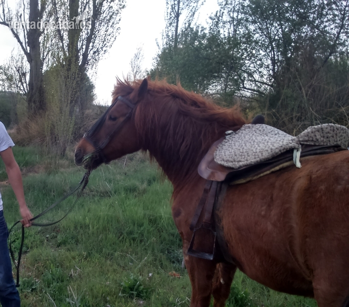 Caballos Capados Asturcón - caballo pequeño (ASTURCON) 