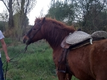 caballo pequeño (ASTURCON) 