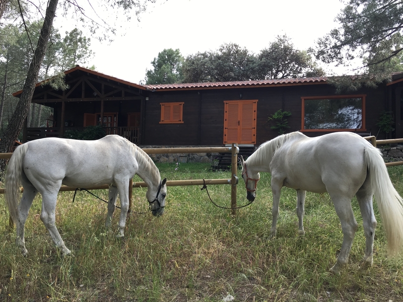Vacaciones con tu caballo. Casa de alquiler turistico, preparada para llevar tus caballos en el mejor paraje del Tietar, in Sotillo de la Adrada