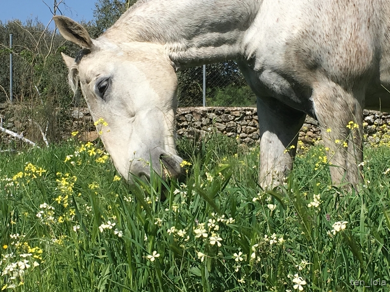 Vacaciones con tu caballo. Casa de alquiler turistico, preparada para llevar tus caballos en el mejor paraje del Tietar,