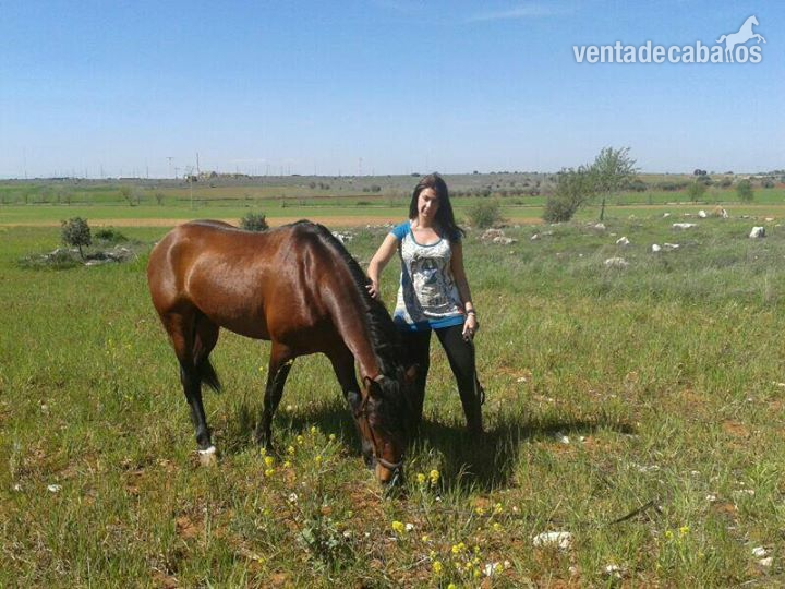 CABALLO ESPAÑOL PURO CASTAÑO in 