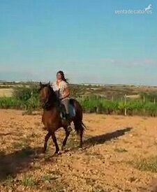 Andaluz {TYPE}