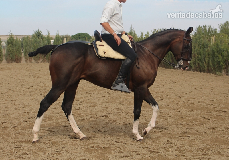 PURA SANGRE INGLÉS CUATRALBO Y CARETO - Caballos Capados