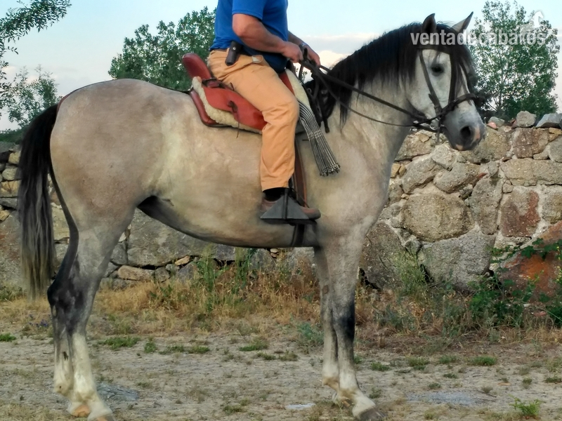 Venta de potra in 
