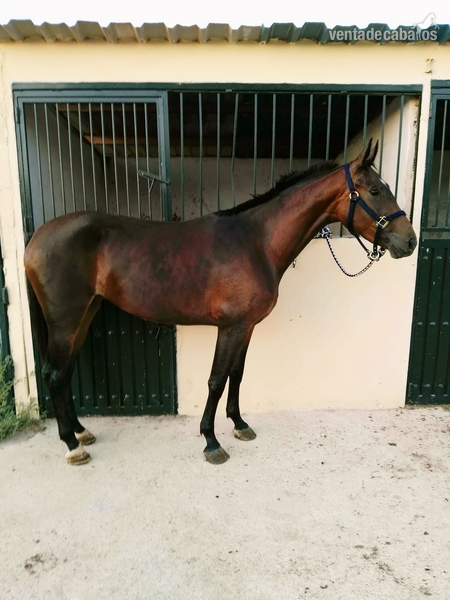 Caballo de Deporte Español (CDE)