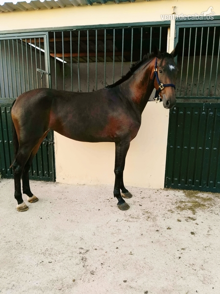Caballo de Deporte Español (CDE) {TYPE}
