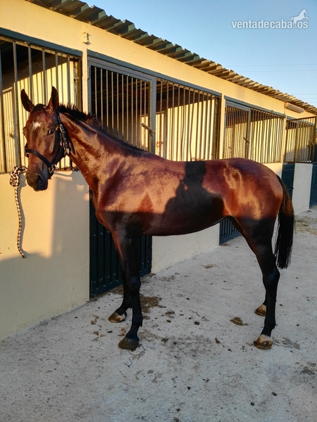 Potras Caballo de Deporte Español (CDE) - Potra CDE (hannoveriano / KWPN) 