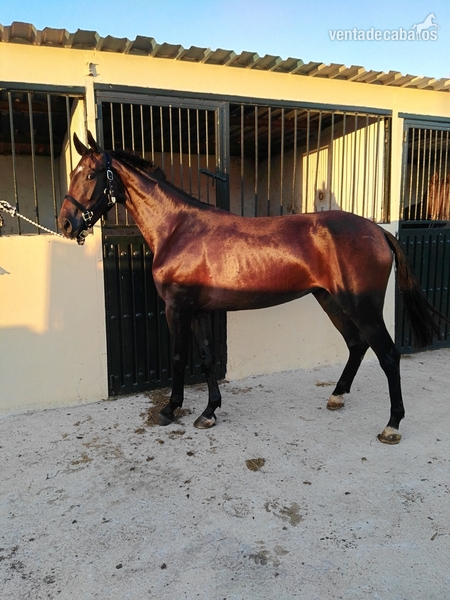 Potra CDE (hannoveriano / KWPN)  - Potras Caballo de Deporte Español (CDE)