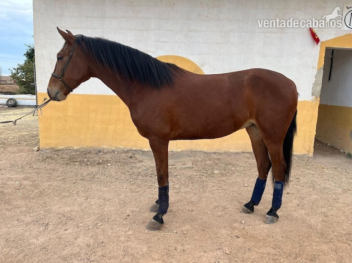 SE VENDE POTRO MONTADO CON 4 AÑOS in 