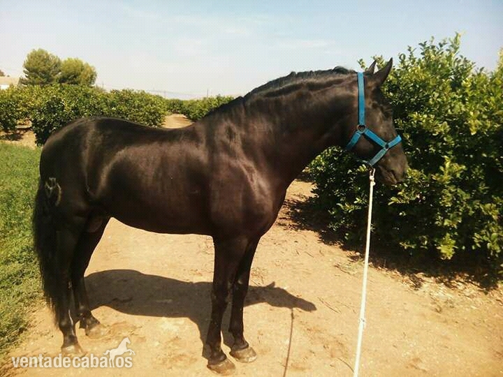 Caballo negro PRE in 