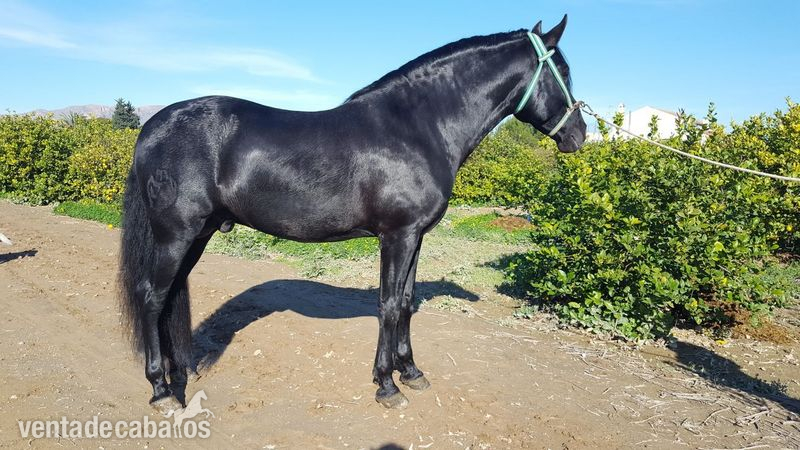 Caballos Pura Raza Española (P.R.E.) PRE - Caballo negro PRE