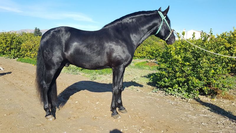 Caballo negro PRE - Caballos Pura Raza Española (P.R.E.) PRE