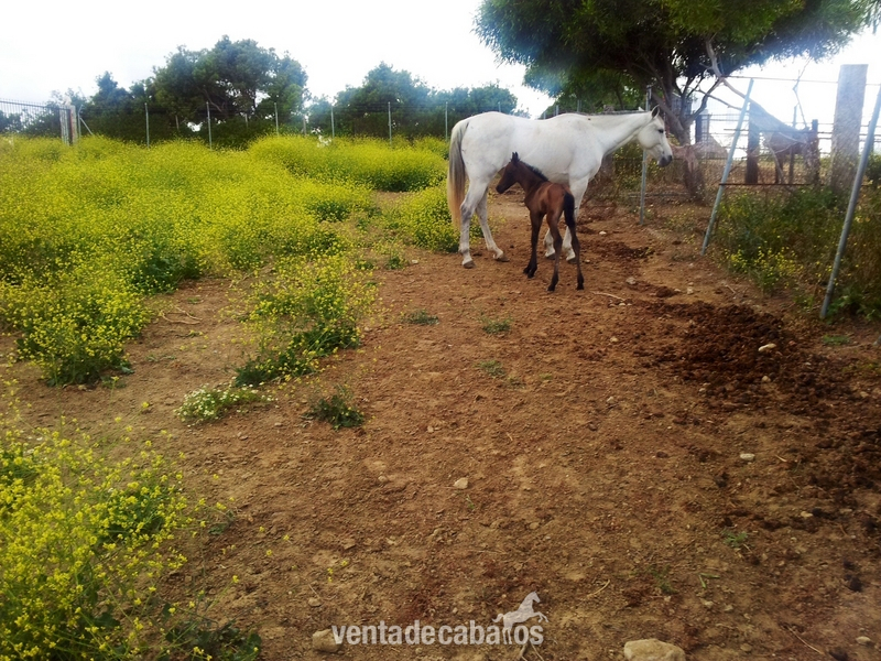 Yegua y potra hispano/árabe  in 