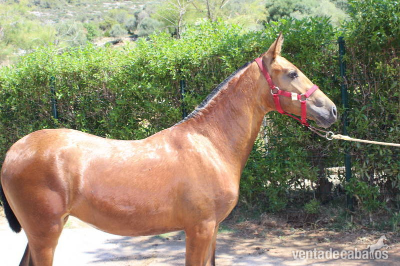 POTRAS PRE CAPAS DILUIDAS in 