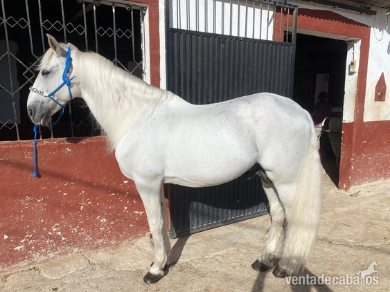 Caballos Pura Raza Española (P.R.E.) EMPTY - PRE NIVEL SAN JORGE