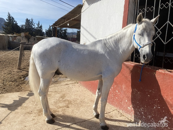 PRE NIVEL SAN JORGE - Caballos Pura Raza Española (P.R.E.) EMPTY