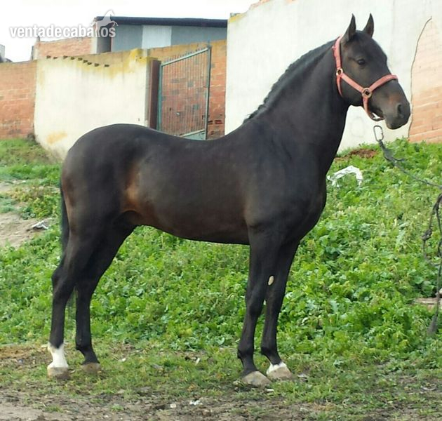 PRE Castaño Barroco in 