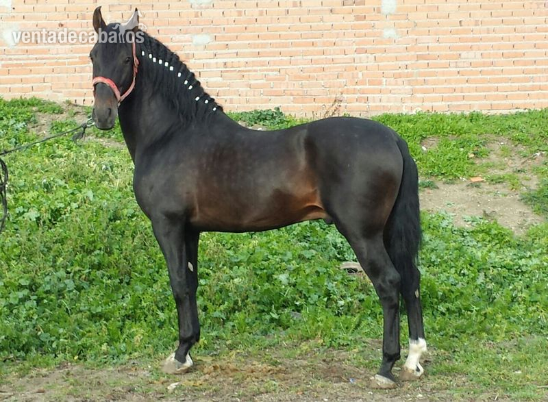 Pura Raza Española {TYPE}