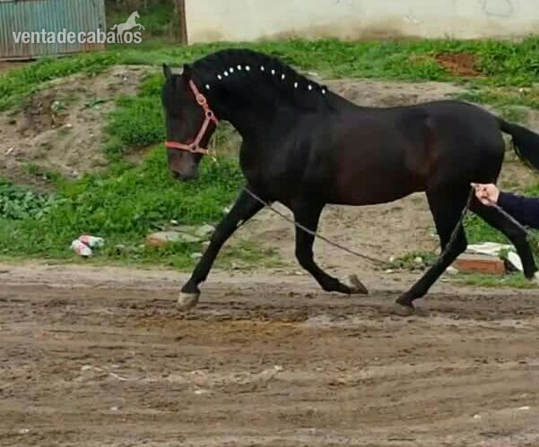 Caballos Pura Raza Española (P.R.E.) Pura Raza Española - PRE Castaño Barroco