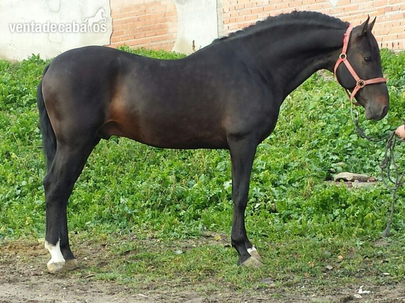 PRE Castaño Barroco - Caballos Pura Raza Española (P.R.E.) Pura Raza Española