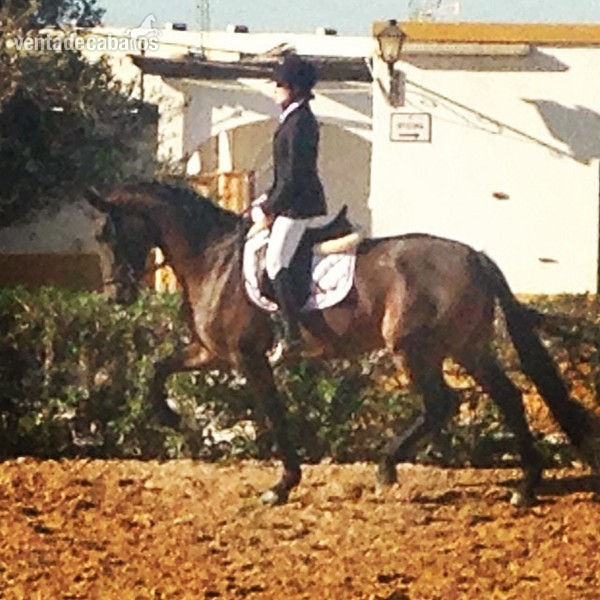 YEGUA DE DOMA CLÁSICA (KWPN). in 