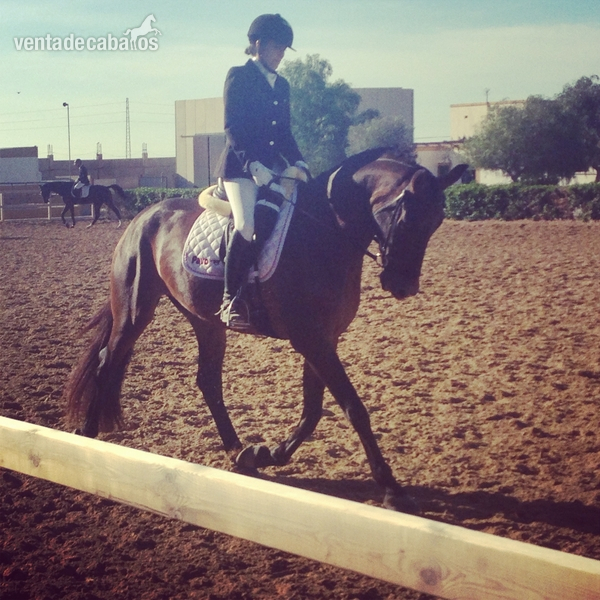 Caballo de Deporte Español (CDE)