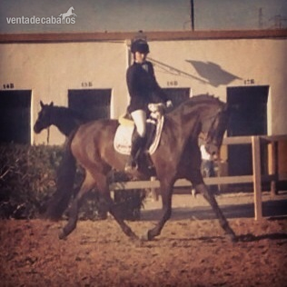 Caballo de Deporte Español (CDE) {TYPE}