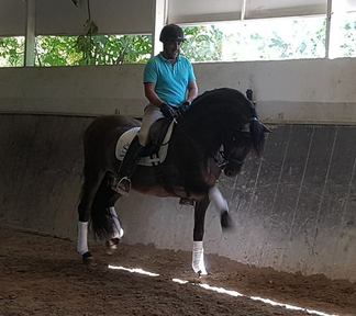 Caballo PRE domado economico