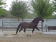 Caballo PRE domado economico