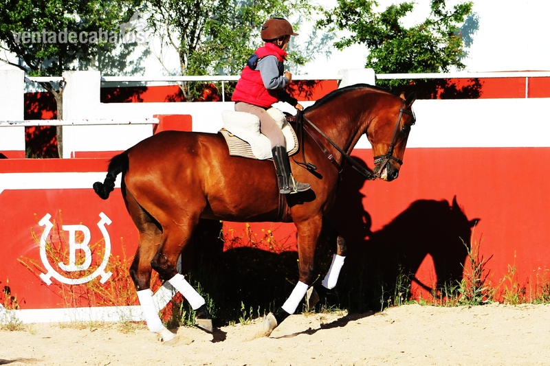 Cruzado {TYPE}