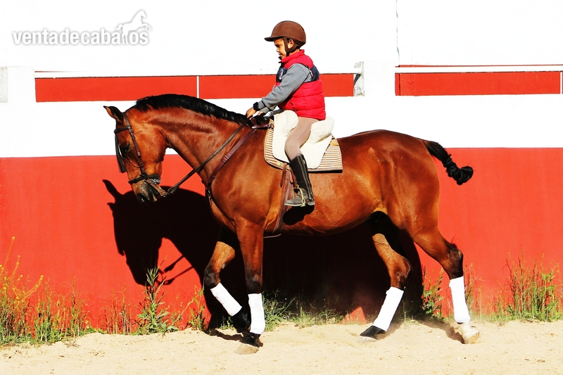 Anglo hispano arabe castaño - Caballos Capados