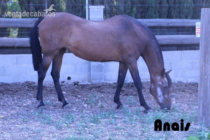 lote Yeguada Delera in 