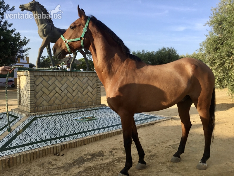 ESPECTACULAR CABALLO CDE + PRE in 
