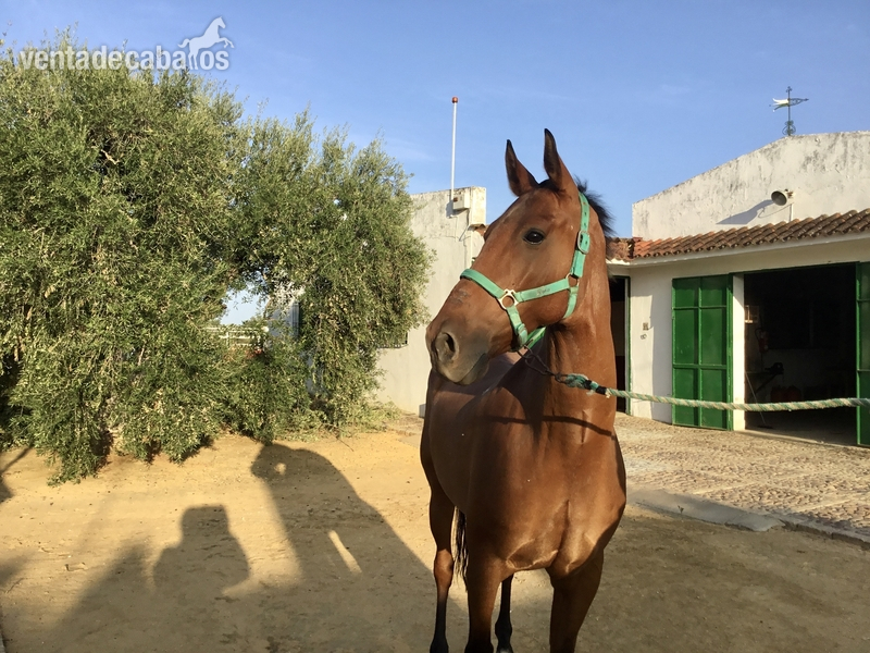 Hispano-Arabe