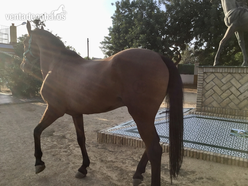 Hispano-Arabe {TYPE}