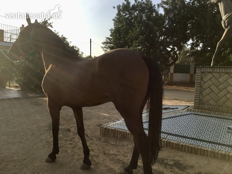 Caballo Hispano Árabe Hispano-Arabe - ESPECTACULAR CABALLO CDE + PRE