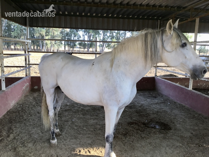 ESPECTACULAR CABALLO CDE + PRE - Caballo Hispano Árabe Hispano-Arabe