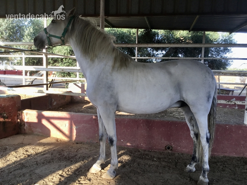 ESPECTACULAR CABALLO CDE + PRE - Hispano-Arabe