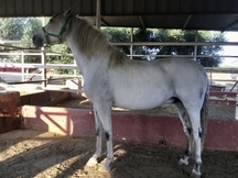ESPECTACULAR CABALLO CDE + PRE