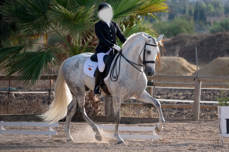 Caballos Pura Raza Española (P.R.E.) Pura Raza Española - SEMENTAL P.R.E. con 10 años