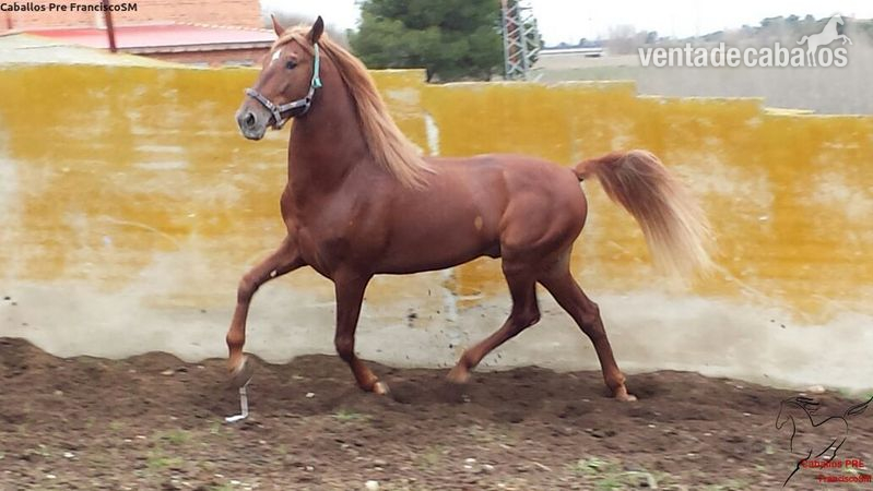 Pre -Cristeto- Alazán in 
