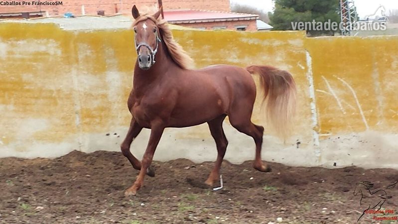 Pura Raza Española {TYPE}
