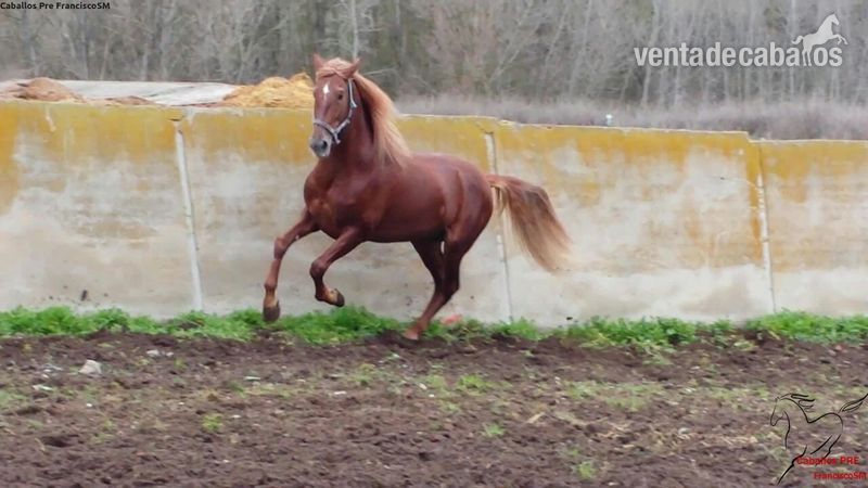 Caballos Pura Raza Española (P.R.E.) Pura Raza Española - Pre -Cristeto- Alazán